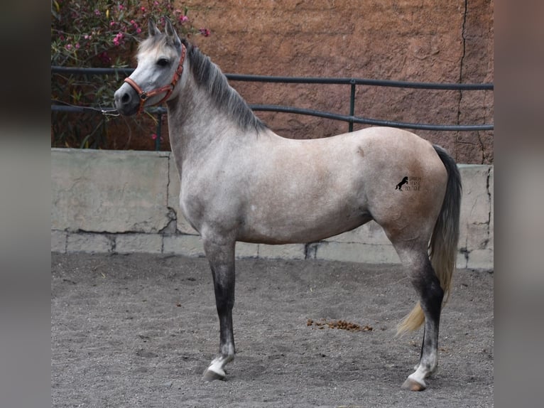 Ispano-Arabo Giumenta 9 Anni 153 cm Grigio in Mallorca