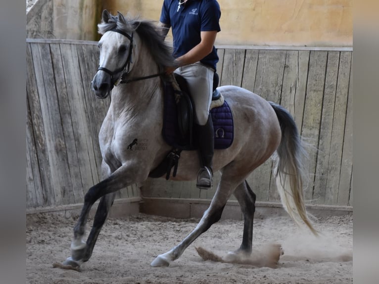 Ispano-Arabo Giumenta 9 Anni 153 cm Grigio in Mallorca