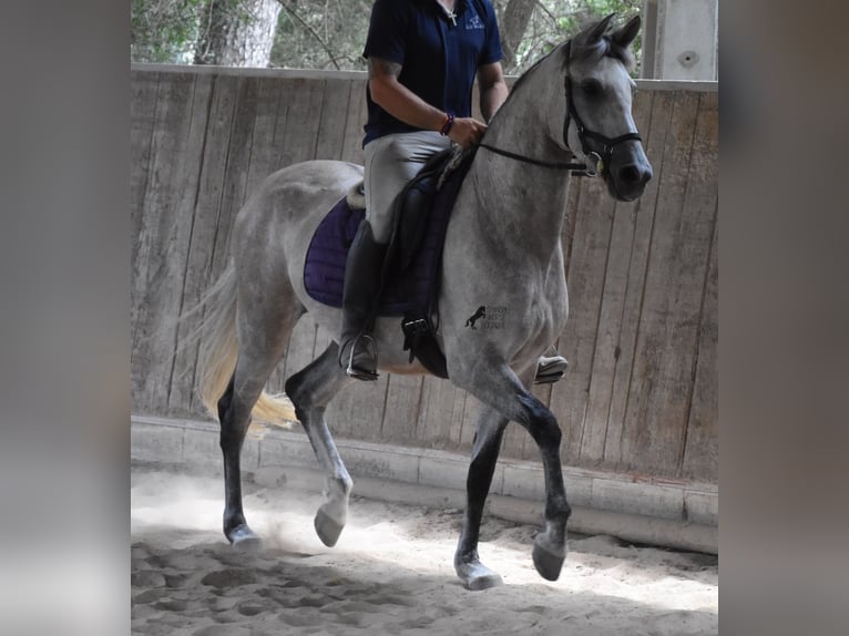 Ispano-Arabo Giumenta 9 Anni 153 cm Grigio in Mallorca