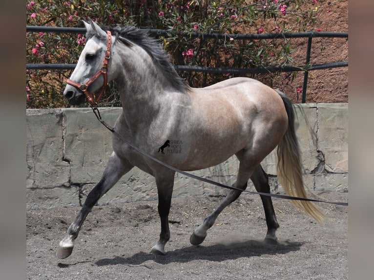 Ispano-Arabo Giumenta 9 Anni 153 cm Grigio in Mallorca