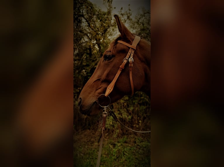 Ispano-Arabo Giumenta 9 Anni 160 cm Baio in Kolitzheim