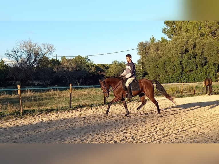 Ispano-Arabo Giumenta 9 Anni 163 cm Baio in Montuiriri