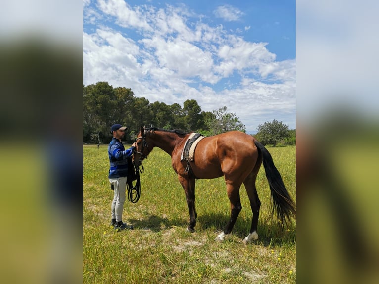 Ispano-Arabo Giumenta 9 Anni 163 cm Baio in Montuiriri