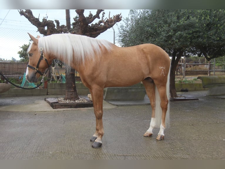 Ispano-Arabo Stallone 13 Anni 160 cm Palomino in Hamburg