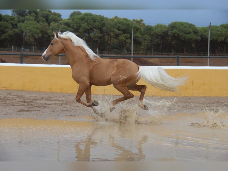 Ispano-Arabo Stallone 14 Anni 160 cm Palomino in Hamburg