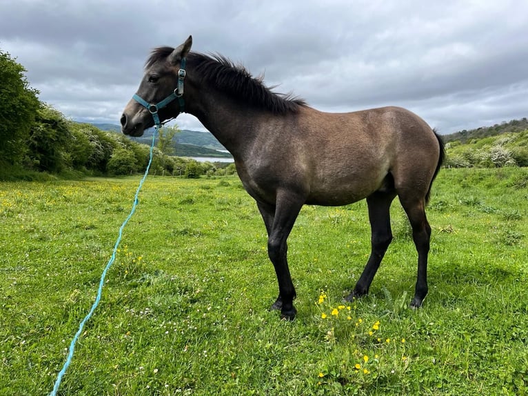 Ispano-Arabo Stallone 1 Anno 140 cm Grigio in Reinosa