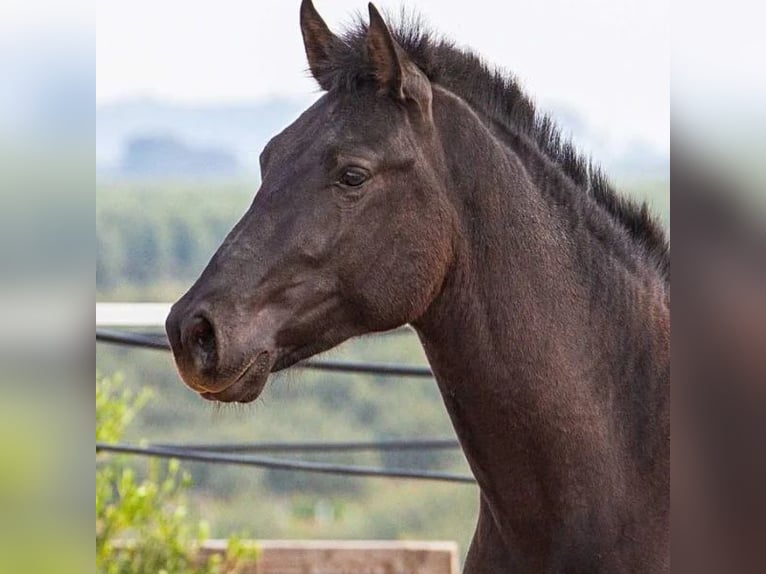 Ispano-Arabo Stallone 2 Anni 158 cm Morello in Sabadell Ispano-Arabo Stallone 2 Anni 158 cm Morello in Sabadell