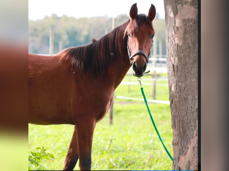 Ispano-Arabo Stallone 3 Anni 155 cm Sauro scuro in Efringen-Kirchen