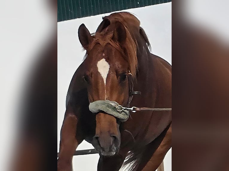 Ispano-Arabo Stallone 3 Anni 163 cm Sauro in Chamusca