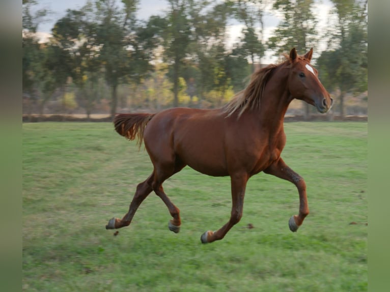 Ispano-Arabo Stallone 3 Anni 163 cm Sauro in Chamusca