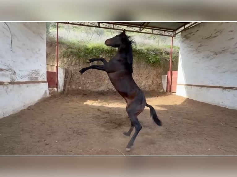 Ispano-Arabo Stallone 4 Anni 143 cm Baio scuro in Sierra, La (Baena)