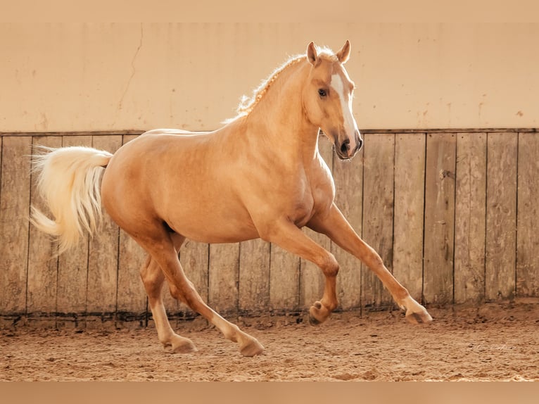 Ispano-Arabo Mix Stallone 4 Anni 153 cm Palomino in Santarém