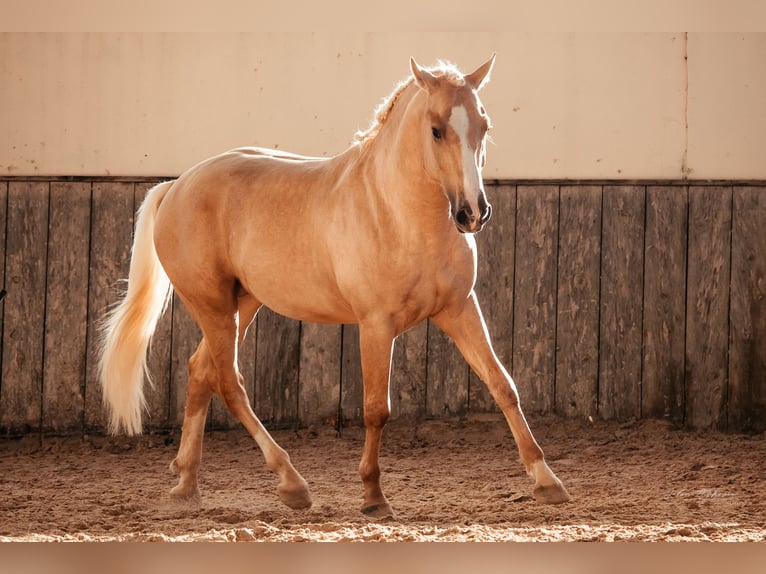 Ispano-Arabo Mix Stallone 4 Anni 153 cm Palomino in Santarém