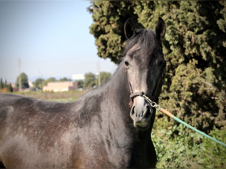 Ispano-Arabo Stallone 4 Anni 156 cm Leardo in Valencia