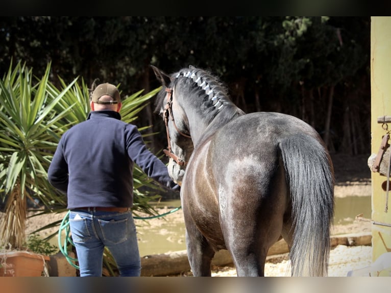 Ispano-Arabo Stallone 4 Anni 156 cm Leardo in Valencia