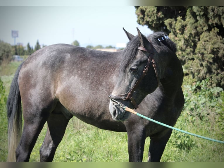 Ispano-Arabo Stallone 4 Anni 156 cm Leardo in Valencia