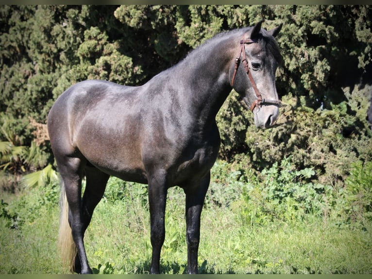 Ispano-Arabo Stallone 4 Anni 156 cm Leardo in Valencia