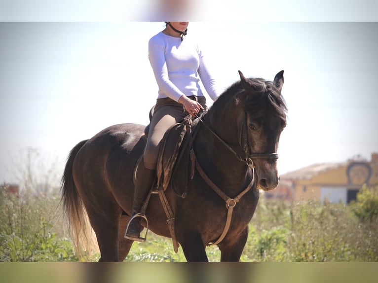 Ispano-Arabo Stallone 4 Anni 156 cm Leardo in Valencia