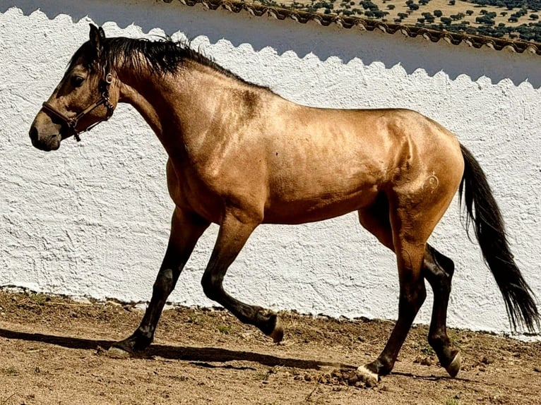 Ispano-Arabo Stallone 4 Anni 156 cm Pelle di daino in Sevilla