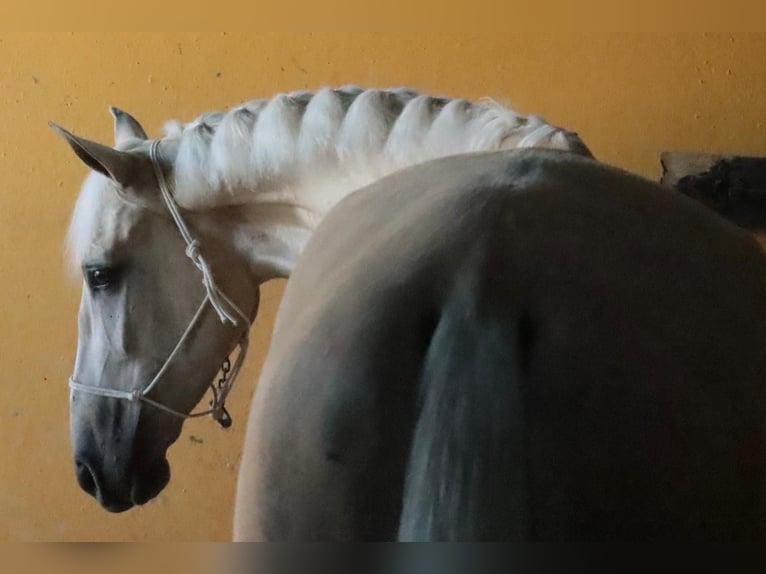 Ispano-Arabo Stallone 4 Anni 157 cm Falbo in Malaga