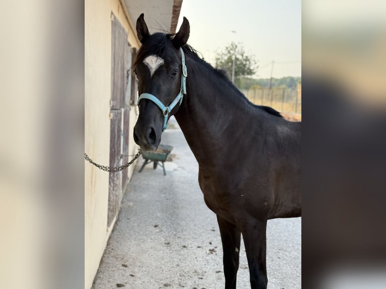 Ispano-Arabo Stallone 4 Anni 157 cm Morello in Sant Antoni De Portmany