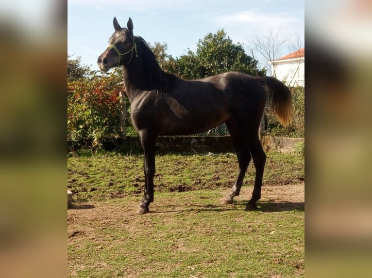 Ispano-Arabo Mix Stallone 4 Anni 163 cm Grigio in Gorgullon, O (Carracedo)