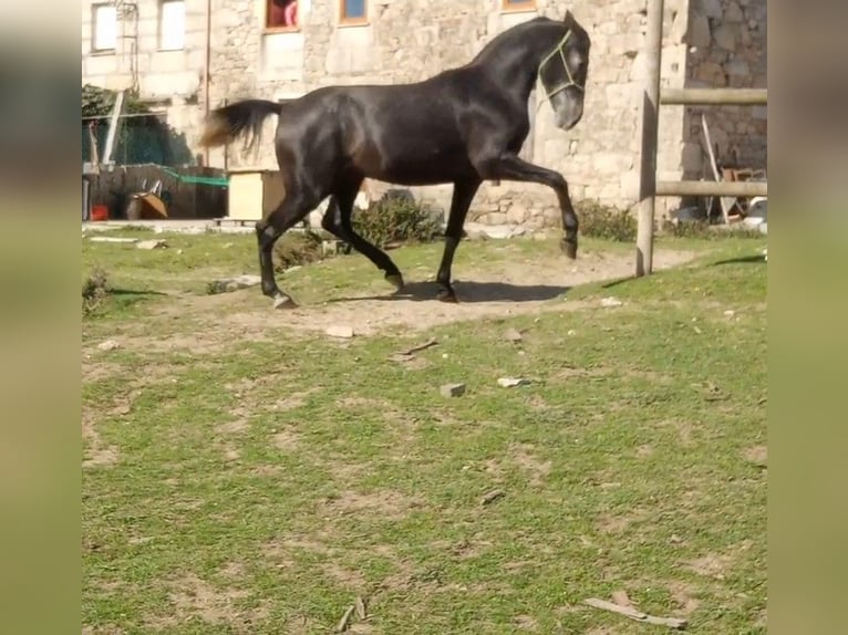 Ispano-Arabo Mix Stallone 4 Anni 163 cm Grigio in Gorgullon, O (Carracedo)