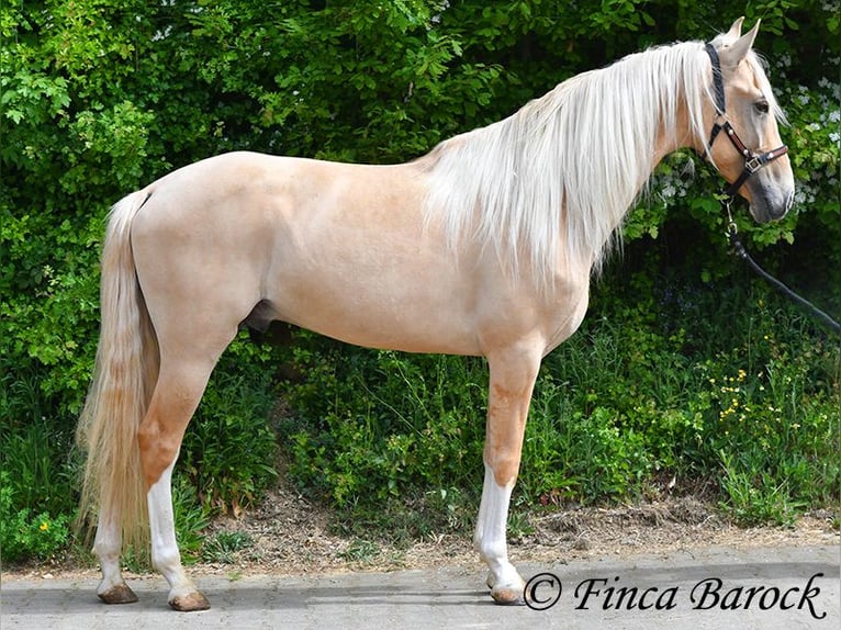 Ispano-Arabo Stallone 5 Anni 156 cm Palomino in Wiebelsheim