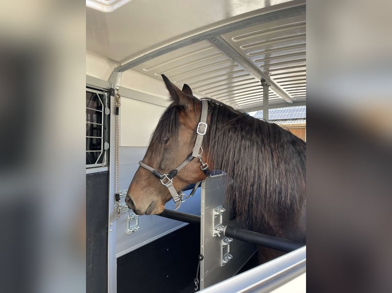 Italiaanse draver Merrie 18 Jaar 160 cm Donkerbruin in K&#xF6;nigsbrunn