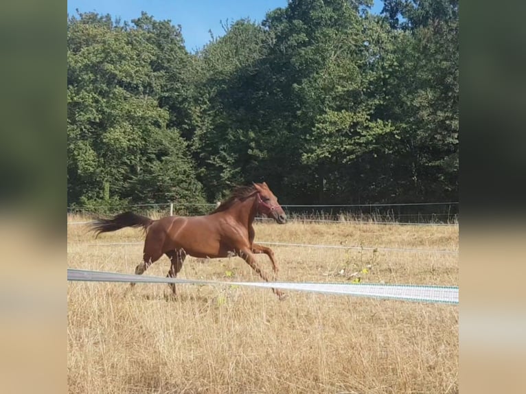 Italiaanse draver Merrie 9 Jaar 153 cm Vos in Kiskunfélegyháza