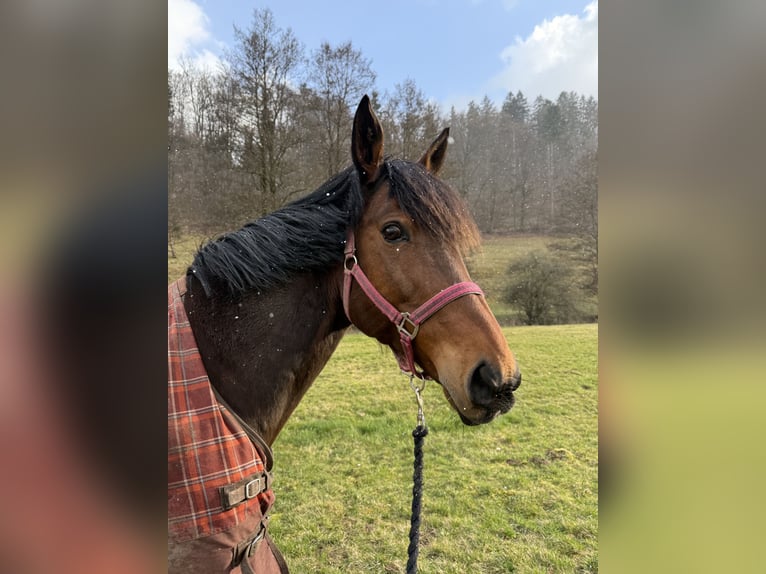 Italiaanse draver Ruin 12 Jaar 163 cm Bruin in Lengfeld