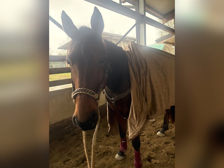 Italiaanse draver Ruin 14 Jaar 163 cm Bruin in Como