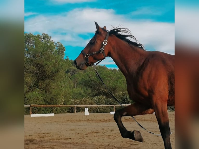 Italiaanse draver Ruin 7 Jaar Roodbruin in Rubi