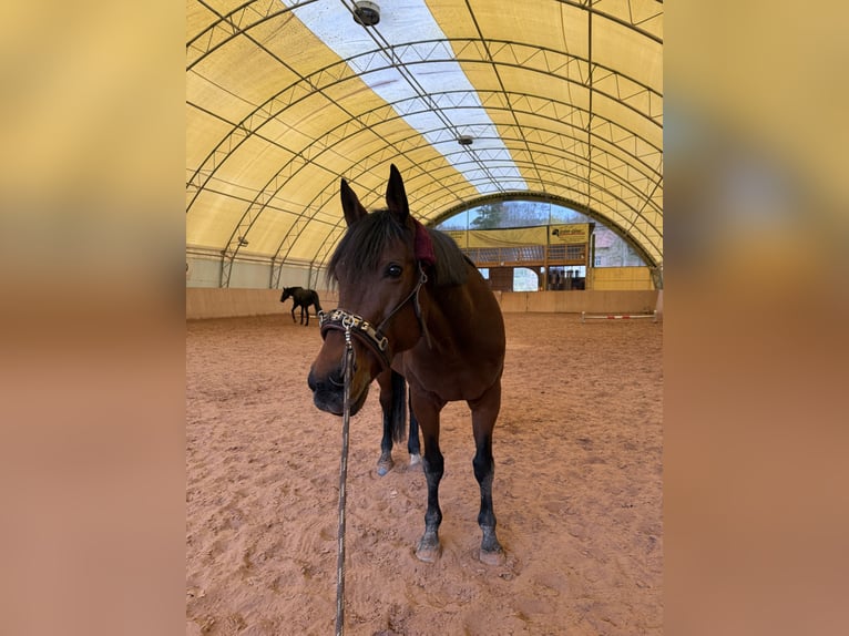 Italian trotter Gelding 12 years 16 hh Brown in Lengfeld