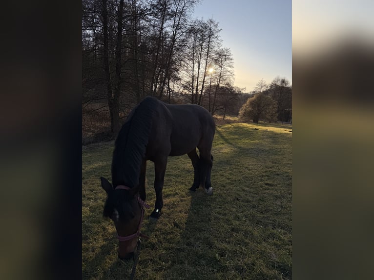 Italian trotter Gelding 12 years 16 hh Brown in Lengfeld