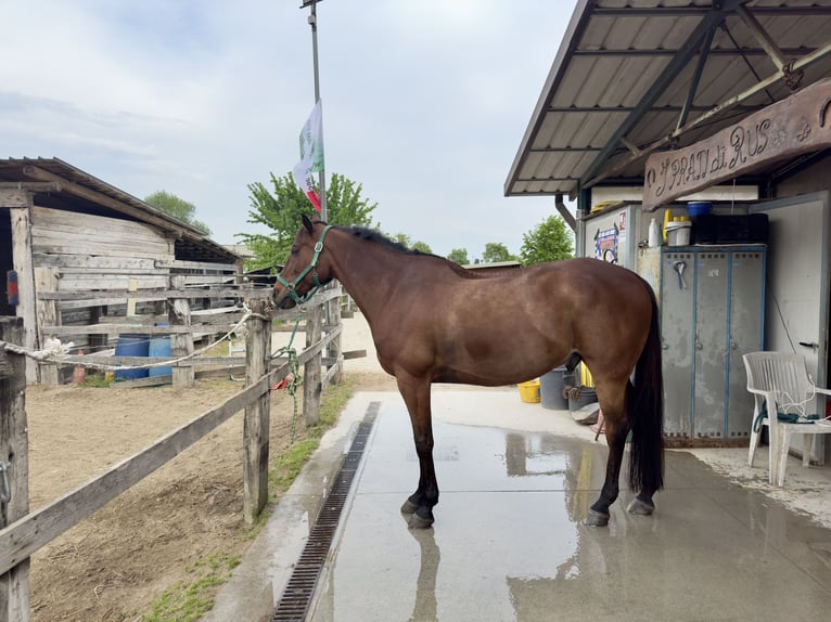 Italian trotter Gelding 13 years 16 hh Bay in Loreggia