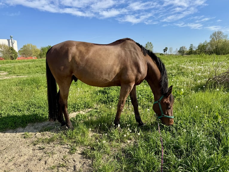 Italian trotter Gelding 13 years 16 hh Bay in Loreggia