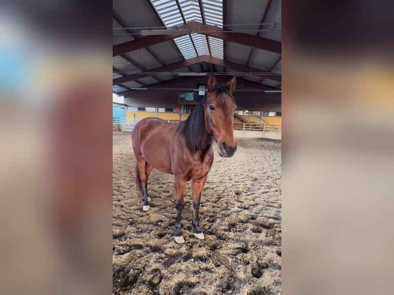 Italian trotter Gelding 13 years 16 hh Brown in Como