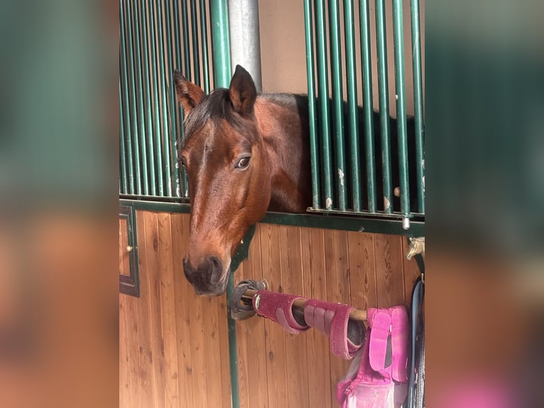 Italian trotter Gelding 14 years 16 hh Brown in Como