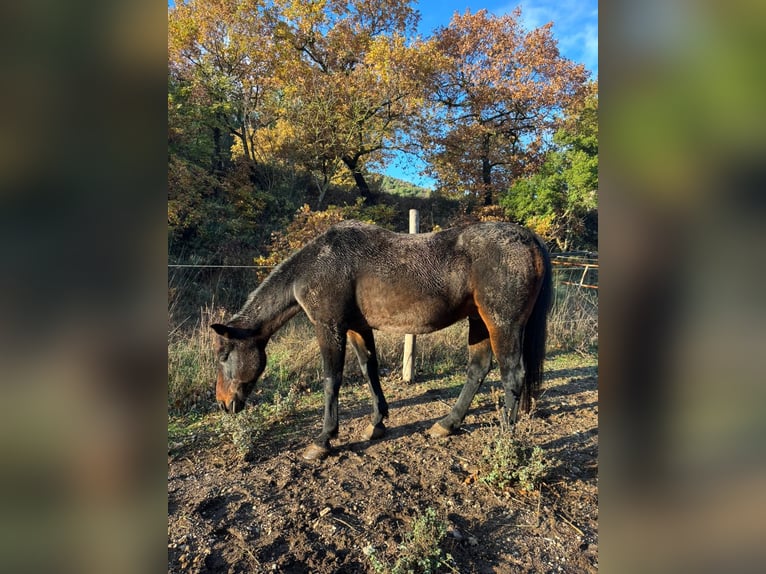 Italian trotter Gelding 23 years 16 hh Bay-Dark in Capestrano