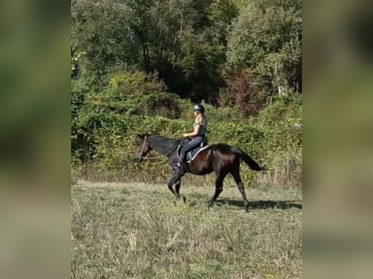 Italian trotter Gelding 23 years 16 hh Bay-Dark in Capestrano