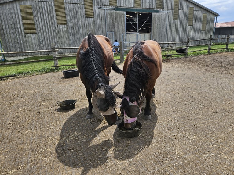 Italian trotter Gelding 7 years 16,1 hh Brown in Mitterndorf an der Fischa
