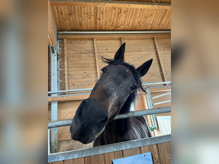 Italian trotter Mare 18 years 15,2 hh Bay-Dark in K&#xF6;nigsbrunn