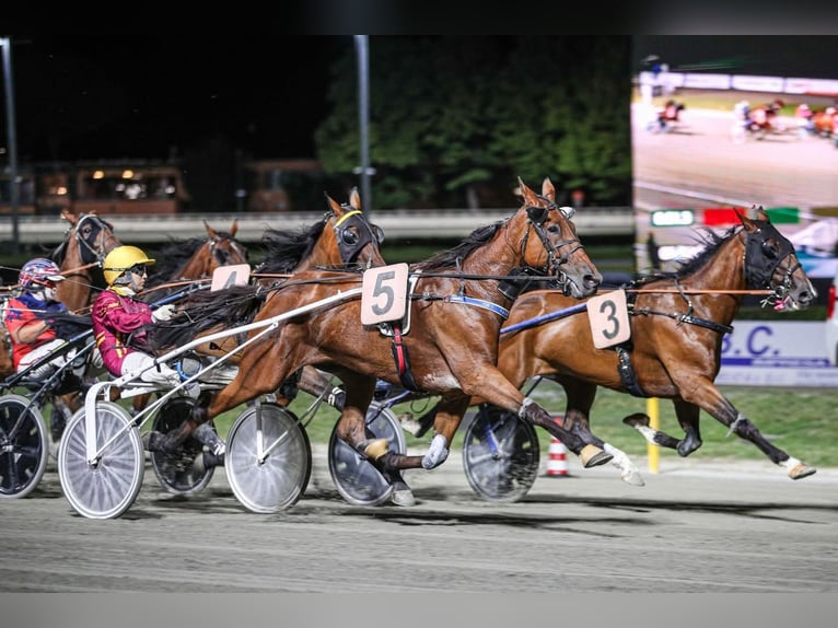 Italian trotter Mare 6 years 15,2 hh Bay in Bergamo