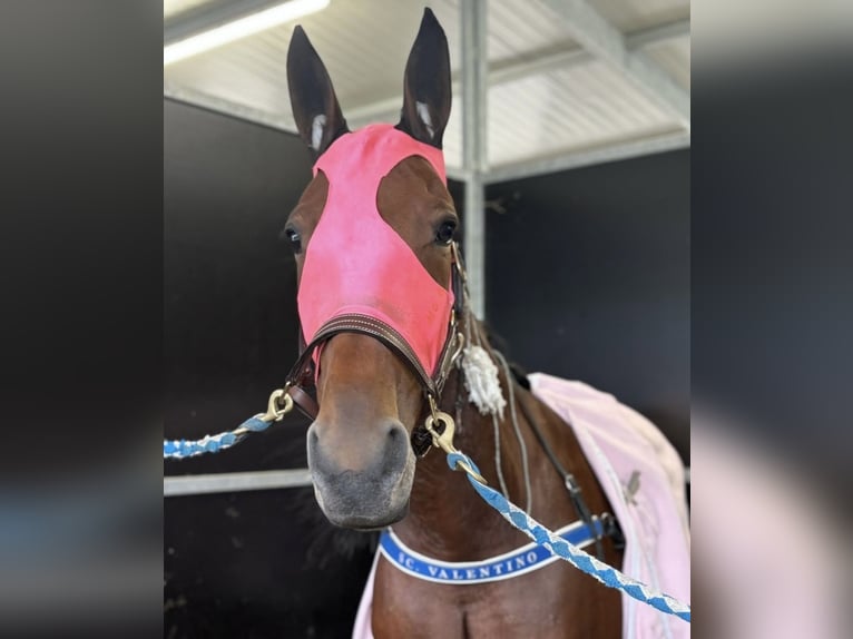 Italian trotter Mare 6 years 15,2 hh Bay in Bergamo