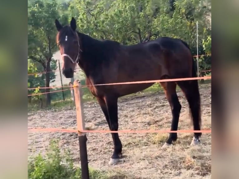 Italian trotter Mare 9 years 16,3 hh Brown in Montegiorgio