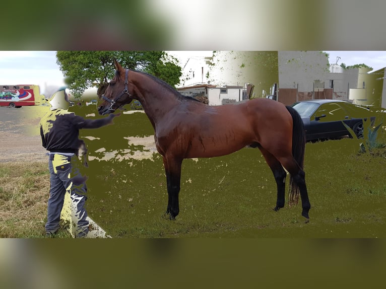 Italian trotter Stallion 15 years 16,1 hh Brown in Marina Di Ardea