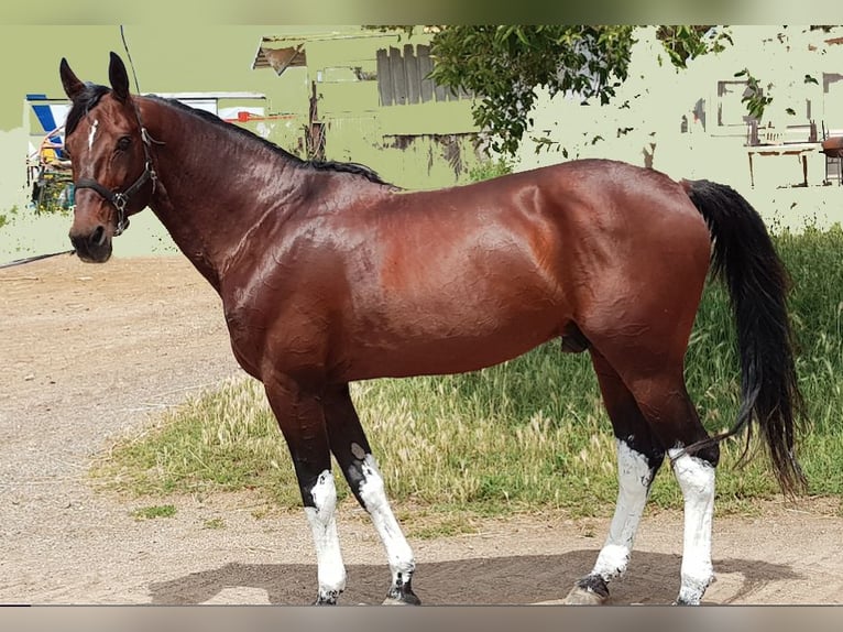 Italian trotter Stallion 15 years 16,1 hh Brown in Marina Di Ardea