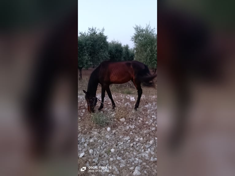 Italian trotter Stallion 3 years 18,2 hh Brown in Villamagna(ch) Italian trotter Stallion 3 years 18,2 hh Brown in Villamagna(ch)