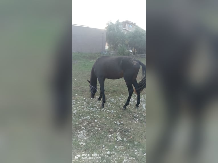 Italian trotter Stallion 3 years 18,2 hh Brown in Villamagna(ch) Italian trotter Stallion 3 years 18,2 hh Brown in Villamagna(ch)